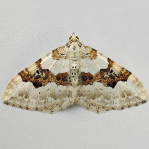 Image of Silver-ground Carpet - Xanthorhoe montanata