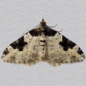 Image of Garden Carpet - Xanthorhoe fluctuata