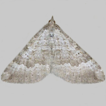 Picture of Chalk Carpet - Scotopteryx bipunctaria