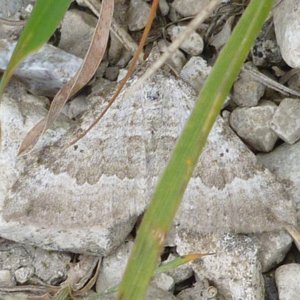 Image of Chalk Carpet - Scotopteryx bipunctaria