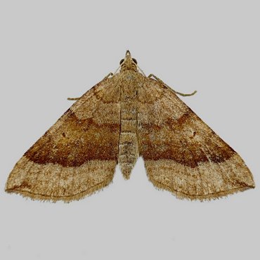 Picture of Shaded Broad-bar - Scotopteryx chenopodiata