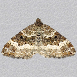 Image of Common Carpet - Epirrhoe alternata