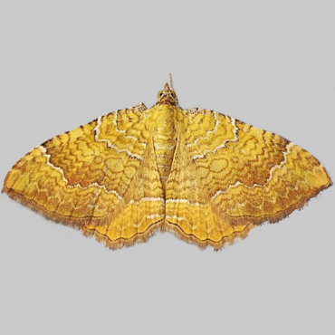 Picture of Yellow Shell - Camptogramma bilineata