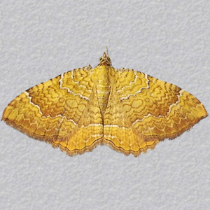 Image of Yellow Shell - Camptogramma bilineata