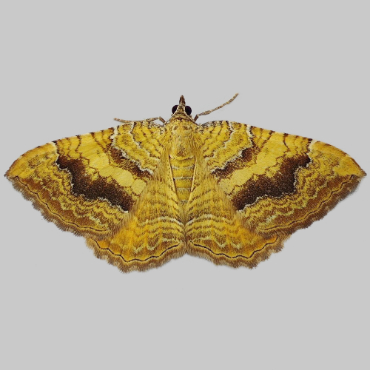 Picture of Yellow Shell - Camptogramma bilineata