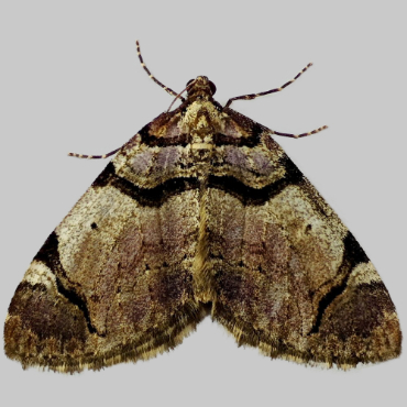 Picture of Streamer - Anticlea derivata