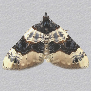 Image of Purple Bar - Cosmorhoe ocellata