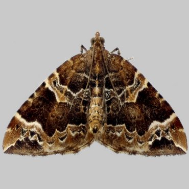 Picture of Phoenix - Eulithis prunata