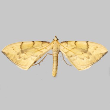 Picture of Barred Straw - Gandaritis pyraliata