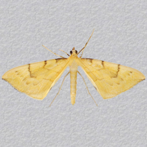 Image of Barred Straw - Gandaritis pyraliata