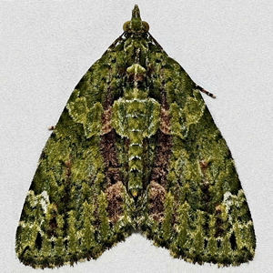 Image of Red-green Carpet - Chloroclysta siterata