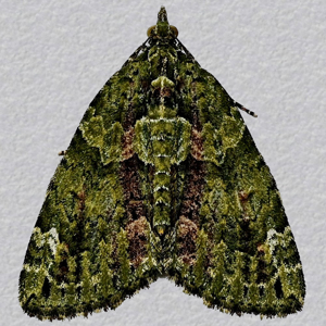 Image of Red-green Carpet - Chloroclysta siterata