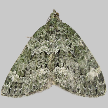 Picture of Autumn Green Carpet - Chloroclysta miata