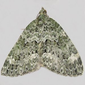 Image of Autumn Green Carpet - Chloroclysta miata