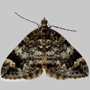 Picture of Common Marbled Carpet - Dysstroma truncata