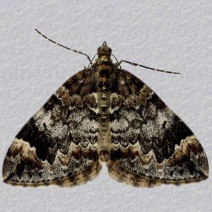 Image of Common Marbled Carpet - Dysstroma truncata