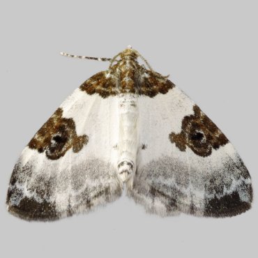 Picture of Blue-bordered Carpet - Plemyria rubiginata