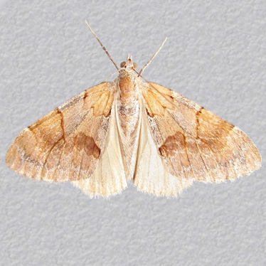 Top - 2