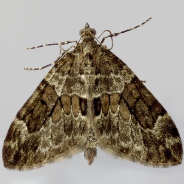 Picture of Spruce Carpet - Thera britannica