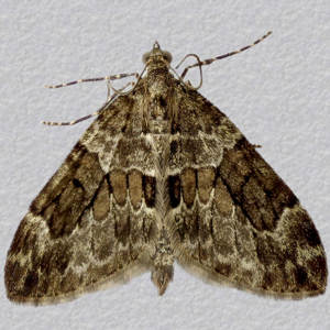 Image of Spruce Carpet - Thera britannica