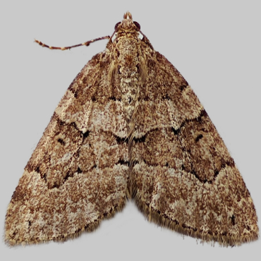 Picture of Chestnut-coloured Carpet - Thera cognata