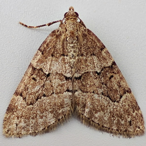 Image of Chestnut-coloured Carpet - Thera cognata