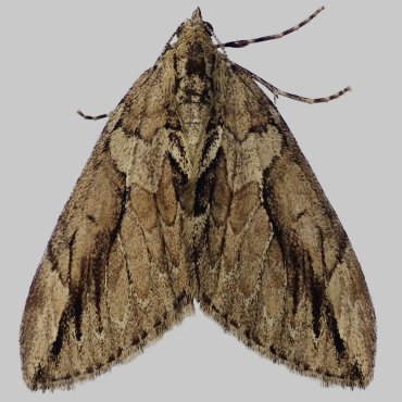 Picture of Cypress Carpet - Thera cupressata