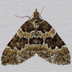 Image of Broken-barred Carpet - Electrophaes corylata