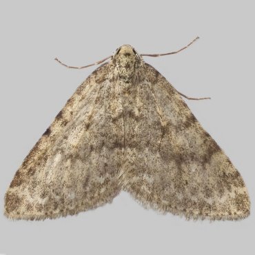 Picture of Mottled Grey - Colostygia multistrigaria*
