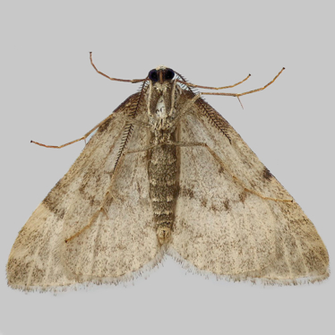 Alternate view