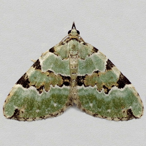 Image of Green Carpet - Colostygia pectinataria