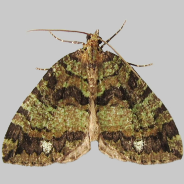 Picture of July Highflyer - Hydriomena furcata