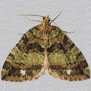 Image of July Highflyer - Hydriomena furcata