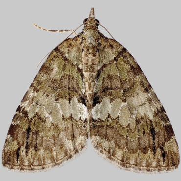 Picture of May Highflyer - Hydriomena impluviata