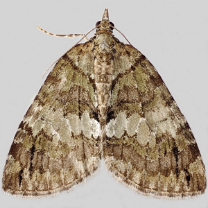 Image of May Highflyer - Hydriomena impluviata