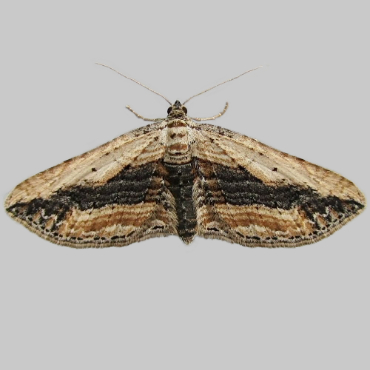 Picture of Small Waved Umber - Horisme vitalbata