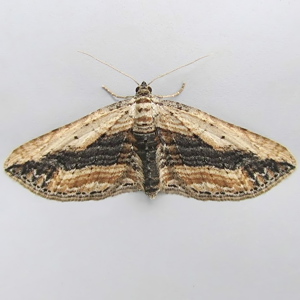 Image of Small Waved Umber - Horisme vitalbata