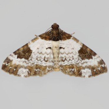 Picture of Pretty Chalk Carpet - Melanthia procellata