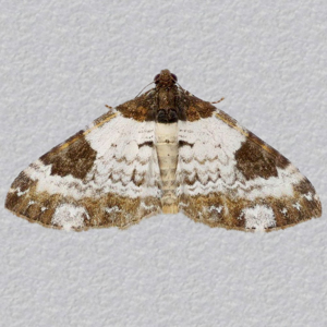 Image of Pretty Chalk Carpet - Melanthia procellata