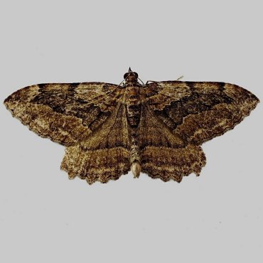 Picture of Dark Umber - Philereme transversata*