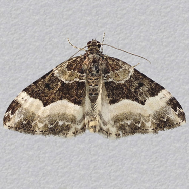 Top - 2