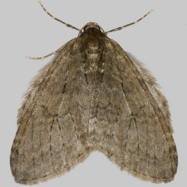 Picture of November Moth agg. - Epirrita dilutata agg.