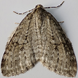 Image of November Moth agg. - Epirrita dilutata agg.