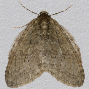 Image of November Moth agg. - Epirrita dilutata agg.