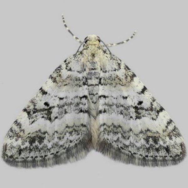 Heath Rivulet - Perizoma minorata* | Marek's Moths