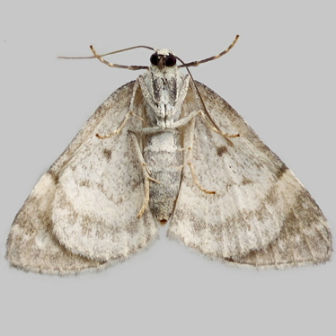 Alternate view