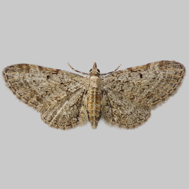 Picture of Slender Pug - Eupithecia tenuiata*