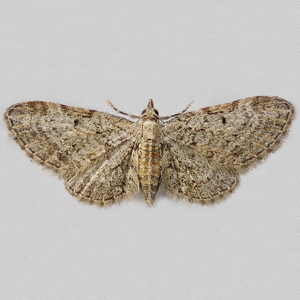 Image of Slender Pug - Eupithecia tenuiata*