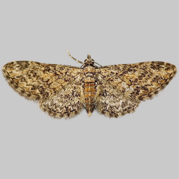 Picture of Maple Pug - Eupithecia inturbata