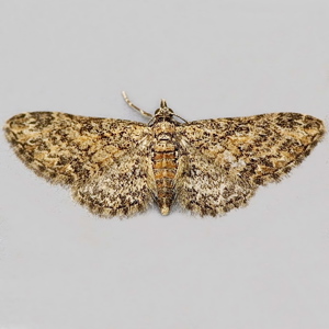 Image of Maple Pug - Eupithecia inturbata